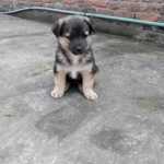 German shefered puppy