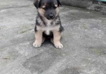 German shefered puppy