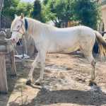 Horse white pure