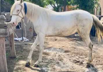 Horse white pure