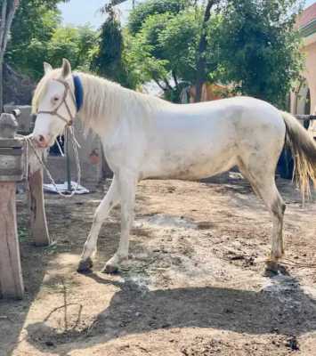 Horse white pure