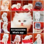 White cat for sale