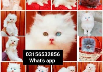 White cat for sale