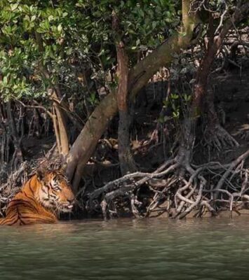 sundarban tour 2n 3d