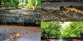 sundarban tour 2nights 3days