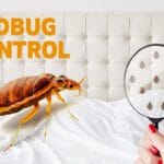 Bed Bugs Control Service Dubai