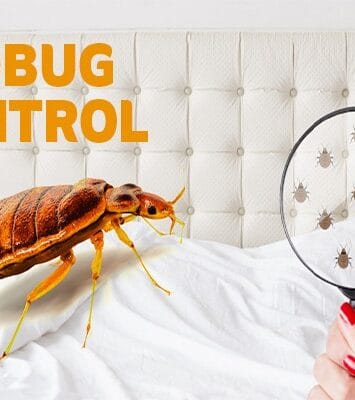 Bed Bugs Control Service Dubai