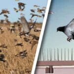 Bird Control Services Dubai