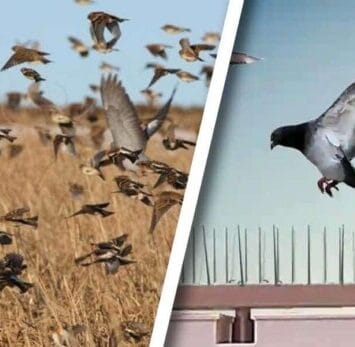 Bird Control Services Dubai