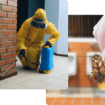 Cockroaches Control Services Dubai 1