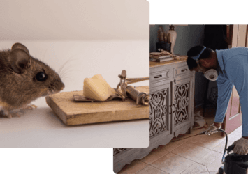 Rat Pest Control Dubai