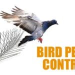 bird pest control Dubai