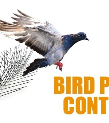 bird pest control Dubai