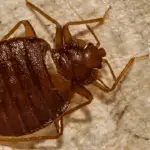 image stock bed bug close up on material