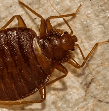 image stock bed bug close up on material