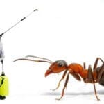 Ant Pest Control Dubai