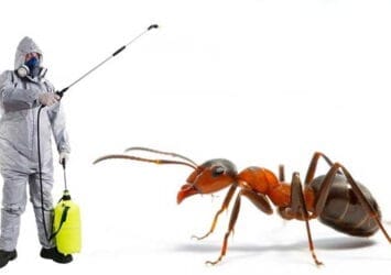 Ant Pest Control Dubai