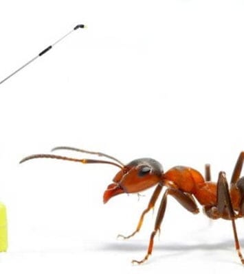 Ant Pest Control Dubai