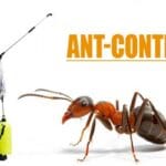 Ant control