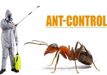 Ant control