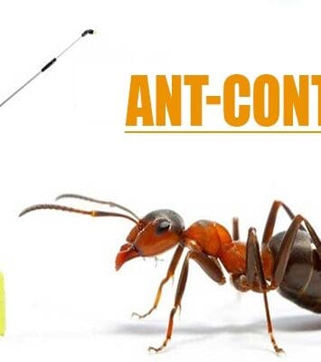 Ant control