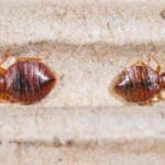 Bed Bug Control in Dubai