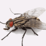 Flies Control Services Dubai min