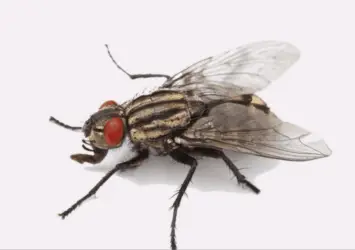 Flies Control Services Dubai min