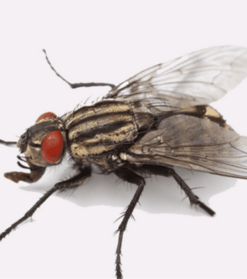 Flies Control Services Dubai min