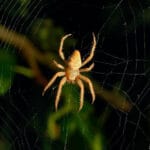 Spider Pest Control Dubai