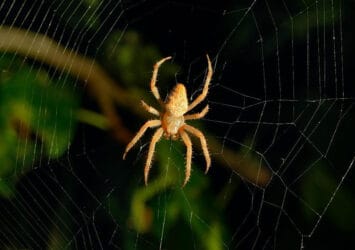 Spider Pest Control Dubai