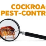 cockroach past control1