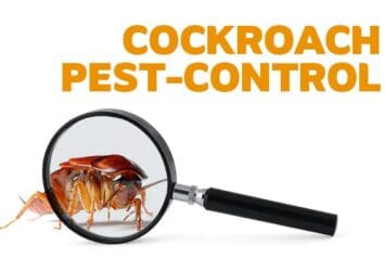 cockroach past control1