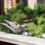 Bird Control in Dubai