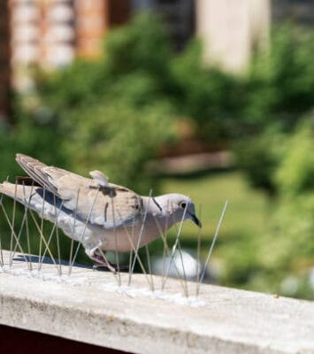 Bird Control in Dubai