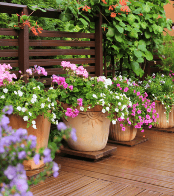 Outdoor Flowering Plants in Plant Pots in Dubai