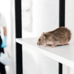 Rodent Control in Dubai