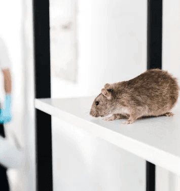 Rodent Control in Dubai