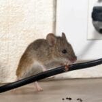 Rodent Free Homes in Dubai