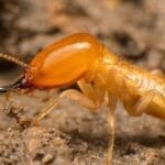 Termite Control Services in Dubai