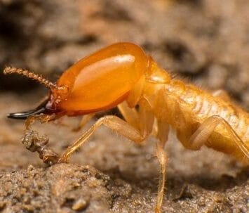 Termite Control Services in Dubai