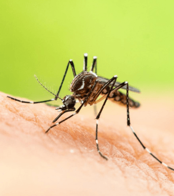 mosquito control services