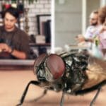 rentokil fly control close up fly in cafe with staff and customers in background 1024x555 1