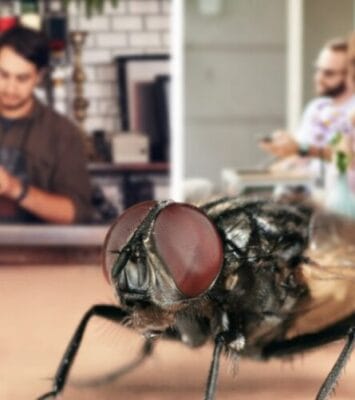 rentokil fly control close up fly in cafe with staff and customers in background 1024x555 1