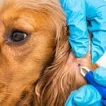 tick removal dog ear