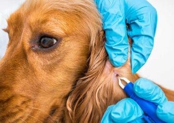 tick removal dog ear