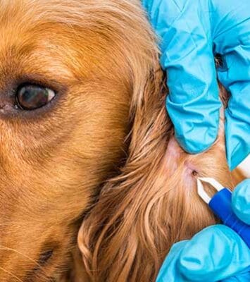 tick removal dog ear