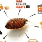 Where are bedbugs 514x321 1