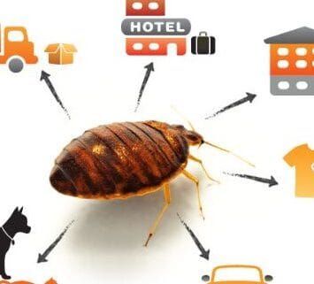 Where are bedbugs 514x321 1